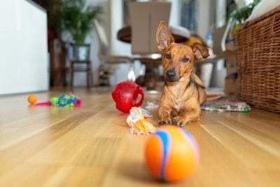 床に転がるおもちゃ、茶の犬