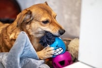 犬が『おもちゃに唸る』3つの心理　放っておいても大丈夫？飼い主がすべき適切なしつけとは