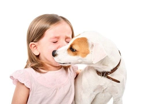 犬が飼い主に『気を遣っている』サイン4つ 愛犬はどんなときに心配してくるの?
