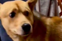 『人間が怖い』と怯えた顔をする保護犬→噛むことでしか『怖い』を表現できずに…涙あふれる『現在までの記録』が17万再生「顔が全然ちがう」