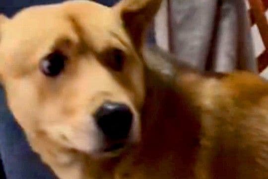 『人間が怖い』と怯えた顔をする保護犬→噛むことでしか『怖い』を表現できずに…涙あふれる『現在までの記録』が17万再生「顔が全然ちがう」