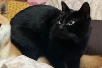 寝室に行くと、なぜか猫が『犬をベッド代わり』にしていて…愛おしい困惑の顔と『尊すぎる結末』が72万再生「落ち着くんだね」「可愛いｗ」