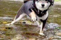 水が苦手な犬が『川で泳ぐ練習をした』結果→『うまくできるかな』と思ったら…あまりにも必死な光景が25万再生「困り顔で草」「おもろすぎｗ」
