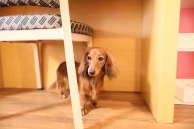 椅子の下に隠れている犬