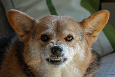 唸っている犬