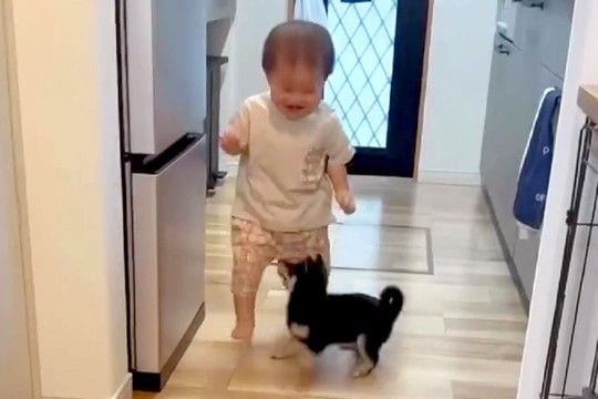 小さな男の子と赤ちゃん犬の初対面→お互いに喜び『追いかけっこ』を始めて…あまりにも尊い光景が84万再生「可愛いの渋滞」「なんて幸せなの」