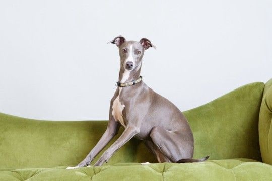 『カッコいい』と言われる犬種6選 スタイリッシュなワンコの魅力や愛らしいギャップまで