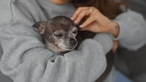 老犬からする『ニオイの原因』5つ　体臭がキツくなってしまう理由や対処法まで