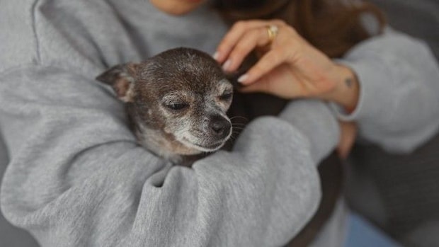 老犬からする『ニオイの原因』5つ　体臭がキツくなってしまう理由や対処法まで