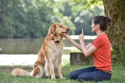 トレーニングする犬と女性
