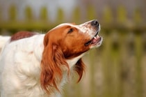 犬が吠えるようになってしまう飼い主の『絶対NG行為』5選　今すぐ改善すべき間違ったしつけとは？