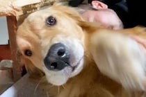 ママに撫でられて嬉しそうな大型犬→隣で寝ているパパを撫でてみた結果…わかりやす過ぎる『態度』が38万再生「期待以上の反応ｗ」「可愛すぎ」