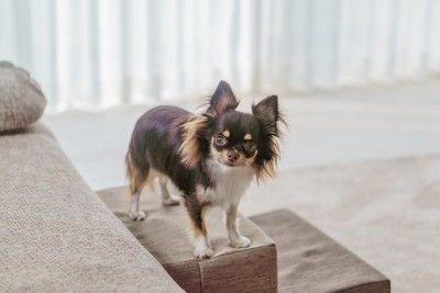 様子を伺う犬