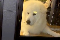 窓に虫が寄ってきた結果→家にいた超大型犬が『中にいる』と勘違いして…あまりにも天然な光景が40万再生「可愛すぎて大爆笑」「イライラで草」
