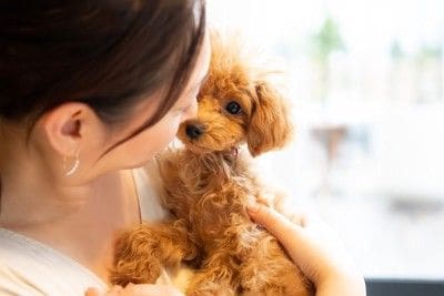 女性と見つめ合う犬