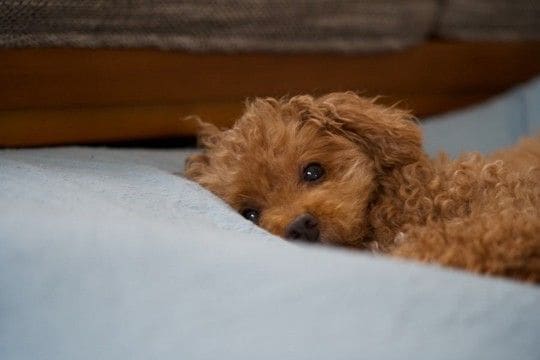 犬が『うつ病』になっているときの初期症状5選 見逃してはいけないサインや早期発見のポイントまで