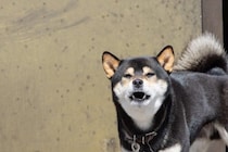 犬によく『吠えられてしまう人』の特徴5つ　安全な人間だと認識してもらうにはどうしたらいいの？