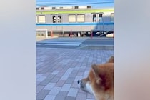 毎日のように電車を眺める『鉄オタ犬』→見つめていたら『気付いてくれた車掌さん』が…まさかの『神対応』が9万再生「大好きなのね」「感動」