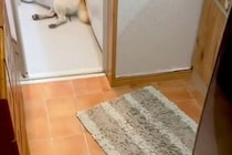 雷が鳴り響く日→『犬の姿が見当たらないな』と思い探した結果、お風呂場で発見して…『まさかの光景』が266万再生「可愛くて草」「愛おしい」