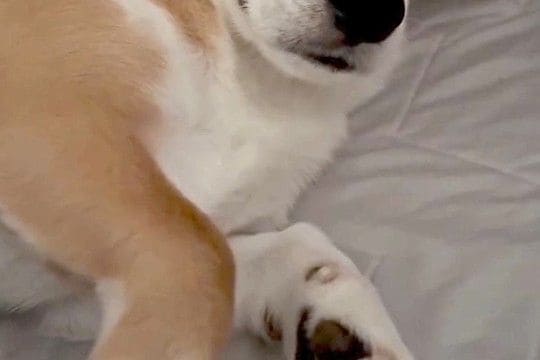 朝、一緒に寝た犬に『おはよう』と声をかけた結果→『喜ぶかな』と思ったら…まさかの態度が64万再生「よそよそしいww」「凄い他人顔で草」