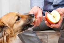 犬が食べると危険な『果物の種』5選　中毒症状を引き起こす可能性も…