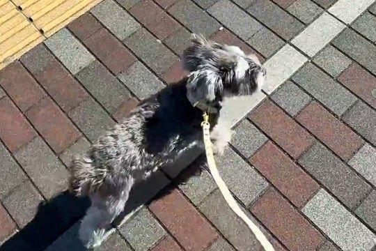 ルンルンでお散歩している犬→行き先が『動物病院』だと気付いた瞬間、足が止まって…あまりにもわかりやすい『子供のようなリアクション』に反響