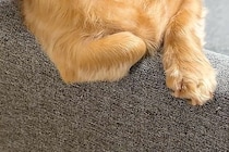 ふと『ソファでくつろぐ犬』を見た結果→なぜか『ひじ掛け』に…あまりにも人間すぎる『貫禄ある光景』が10万再生「くつろいでて草」「声出たｗ」
