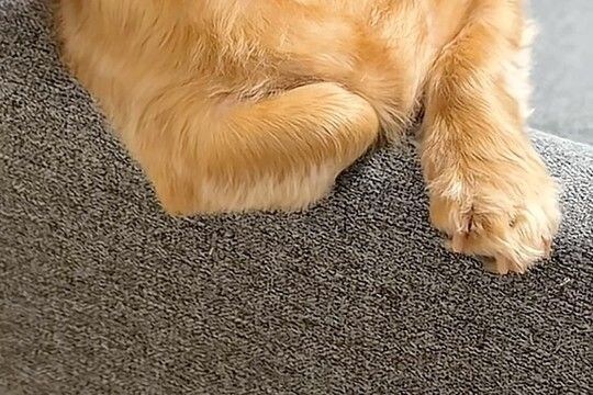 ふと『ソファでくつろぐ犬』を見た結果→なぜか『ひじ掛け』に…あまりにも人間すぎる『貫禄ある光景』が10万再生「くつろいでて草」「声出たw」