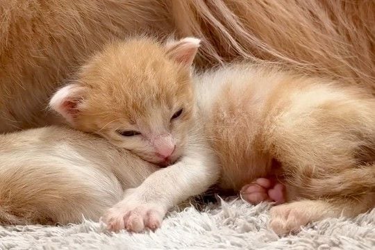 赤ちゃん子猫が『大型犬のお腹で寝てしまった』結果→『嫌がるかな』と思いきや…とんでもなく尊い光景が26万再生「可愛いが渋滞」「幸せすぎ」