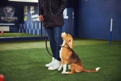 トレーニング、ビーグル