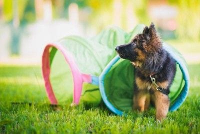 トンネル、シェパード子犬