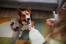 犬の『集中力』を高めるコツとは？今日からできる簡単なトレーニング方法までご紹介