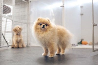 預けられた犬たち