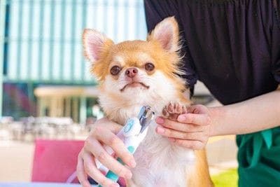 犬の前足を爪切りするトリマー女性