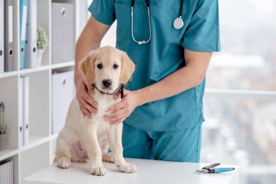 『犬に関わる職業』の年収はいくらぐらいなの?トリマーや獣医師の平均収入まで解説