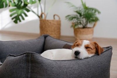 ベッドで寝る犬