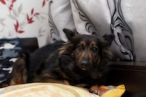 保護犬が抱える『トラウマ』を忘れさせる方法とは？ツライ記憶を消し去るためにできることまで