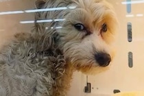 セールになっていた『悲しい顔の売れ残り犬』を飼った結果→1週間後、ハーネスを買ってあげると…素敵すぎる光景が22万再生「感動」「幸せだ」