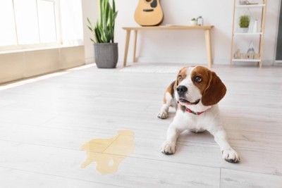 トイレを失敗してしまった犬
