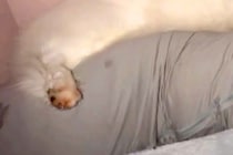 夜、『抱き枕』を大型犬にあげた結果→眠る様子を撮影すると…想像の上をいく『人間すぎる光景』が13万再生「ちゃんと抱き枕ｗ」「手慣れてて草」