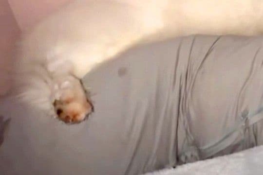 夜、『抱き枕』を大型犬にあげた結果→眠る様子を撮影すると…想像の上をいく『人間すぎる光景』が13万再生「ちゃんと抱き枕ｗ」「手慣れてて草」