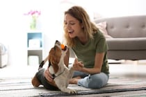 犬を『幸せ』にする方法5選　愛犬の幸福度が高まるスキンシップの仕方やとびきりのご褒美まで