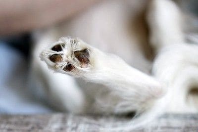 白い犬、足の肉球
