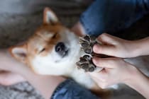 犬の『肉球』の役割とは？何のためにあるの？考えられるトラブルや正しいお手入れ方法まで