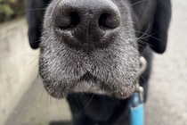 外出中、雨が降ってきた結果→大型犬が想像以上に嫌がって…ため息が聞こえてきそうな『不満顔』に爆笑「人間みたいで草」「わかりやすすぎｗ」