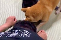 猫にイタズラしようとした結果→『寝ていたはずの犬』がピンチを察して…『まさかの光景』が117万再生「頑張って守ってる」「なんて頼もしい」