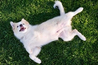 お腹をみせて寝転がる犬