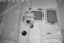 深夜3時、寝ている犬の様子をカメラで撮影してみた結果→お水のお皿に頭を…予想外だったハプニングが15万再生「帽子で草」「プハッｗｗ」