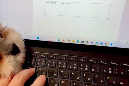 『絶対に仕事をさせたくない犬』VS『作業したい飼い主』→思わず笑ってしまう『静かな攻防戦』に絶賛「べーってするのたまらん」「可愛いw」