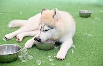 犬に『氷』を与えても大丈夫なの？執拗に欲しがる場合の適切な対応や注意点まで解説